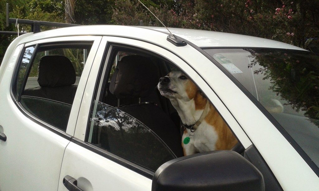 Our Dog Tyler in my new Truck