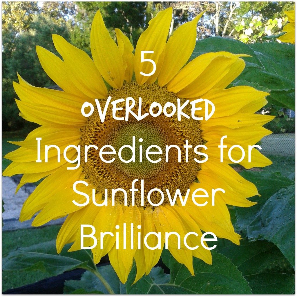 5 Overlooked Ingredients for Sunflower Brilliance