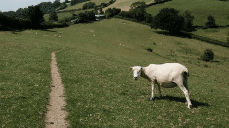 sheep-habits-and-walking-down-the-right-path