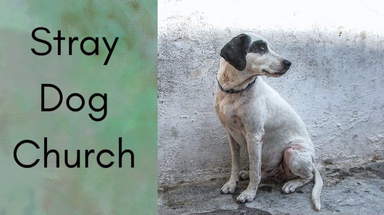 Stray Dog Church