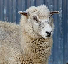 Facial eczema Sheep