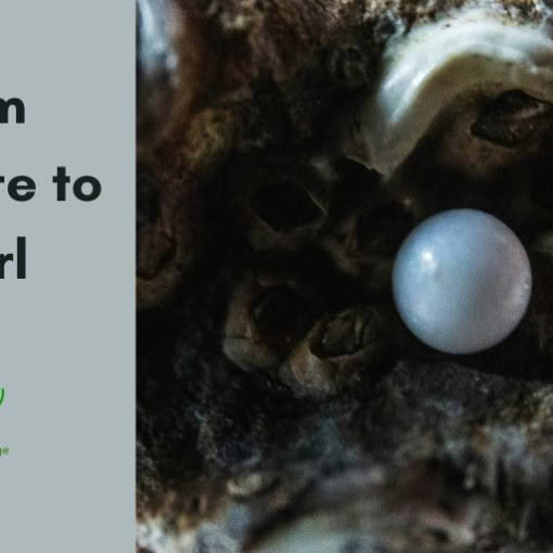 From Parasite to Pearl