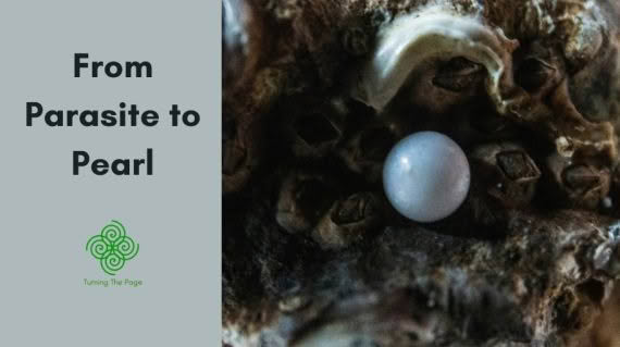 From Parasite to Pearl