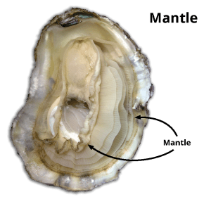 Oyster Mantle