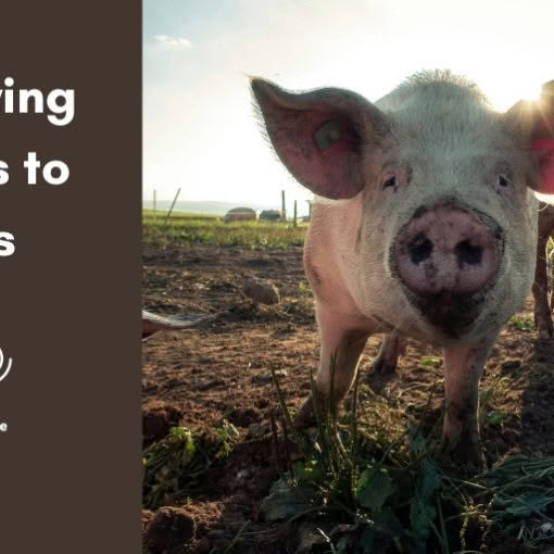 Throwing pearls to pigs