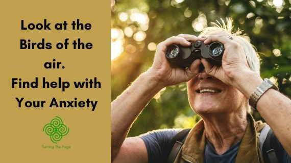 Look at the Birds of the Air. Help with Your Anxiety look-at-the-birds-matthew-6-26-nature-meditation