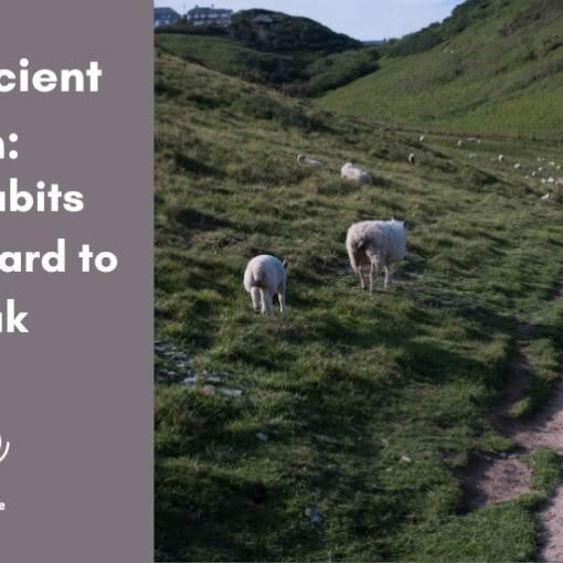 Title graphic reading 'The Ancient Path: Why Habits Are So Hard to Break' beside a photo of sheep grazing along a worn dirt path through green hillside pastures, with the 'Turning The Page' logo below.