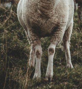 sheep hooves